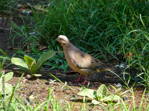 Pigeon walking on grass