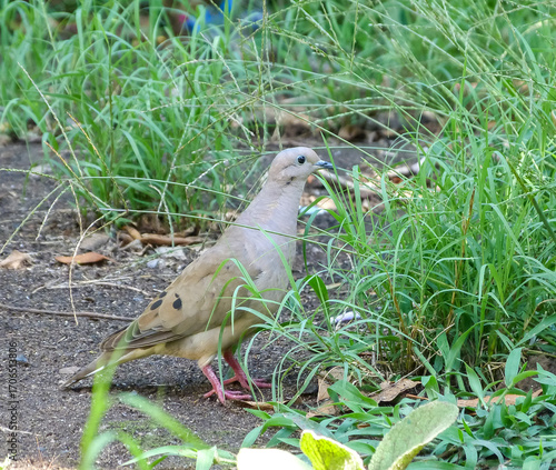 Pigeon walking on grass