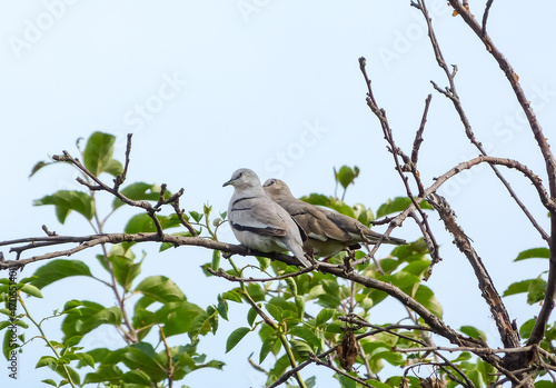 Lover birds on a branch