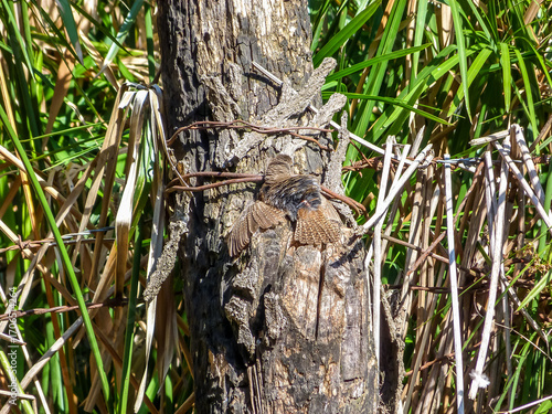 Bird hiding from predators