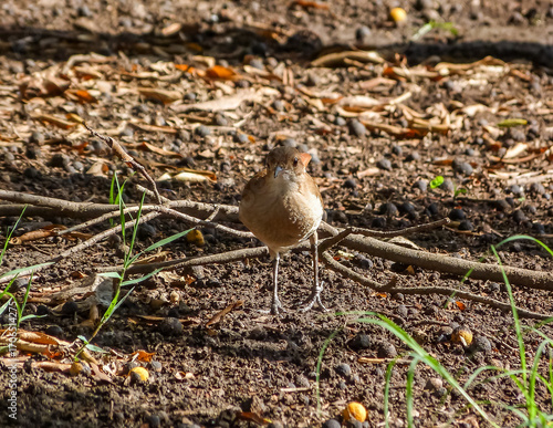 Bird walking searching for food