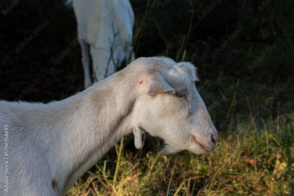 Fototapeta premium Portrait of a white goat (capra) at a farm with other goats in background