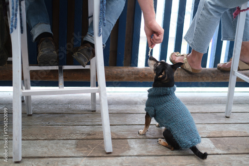 Chihuahua begging