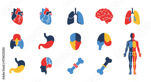 Colorful Human Internal Organs and Body Anatomy Flat Design Icons Set for Medical Education.