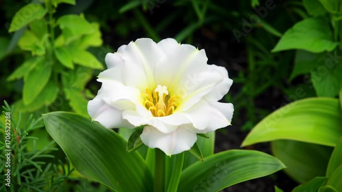 Beautiful pink flower blooming in a garden with green leaves and vibrant colors