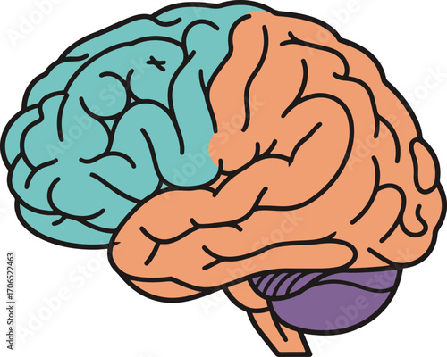 A stylized illustration of the human brain, divided into color-coded sections representing different lobes.