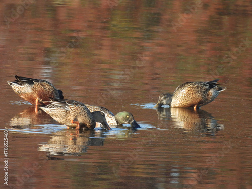 Hungry, Northern shoveler ducks, foraging the wetland waters for aquatic food to eat. Autumn season reflections upon calm water. Bombay Hook National Wildlife Refuge, Kent County, Delaware.