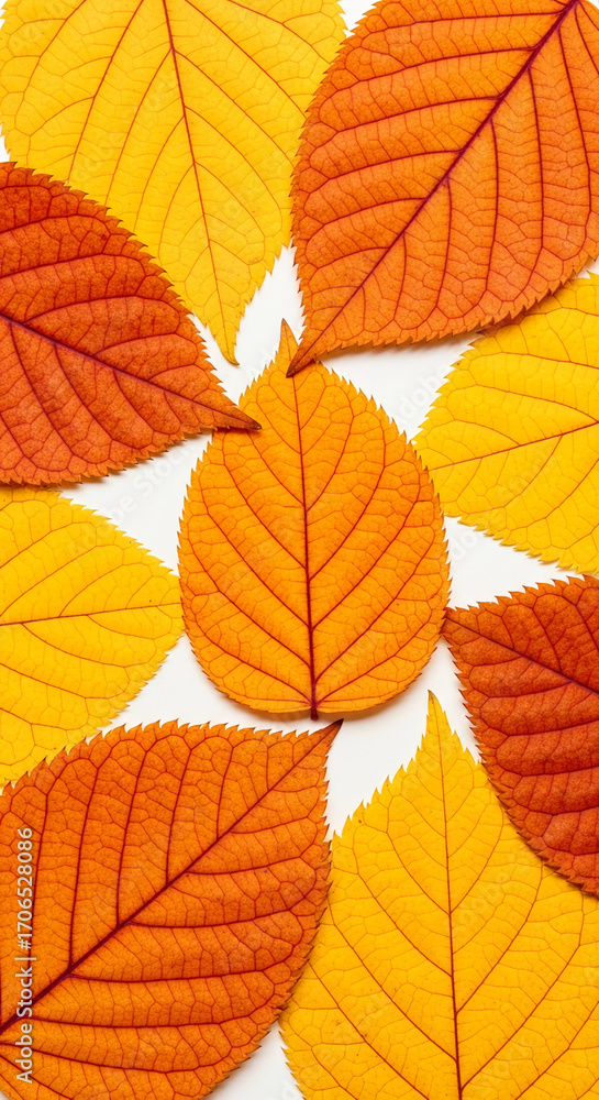 Obraz premium Autumn leaves arrangement, yellow and orange tones, showcasing leaf texture and color variation, symbolizing seasonal change, nature's beauty, and fall aesthetic