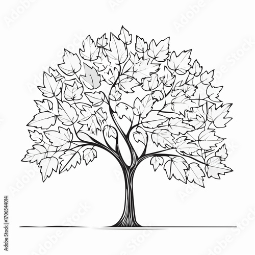 Maple Tree Line Art Illustration