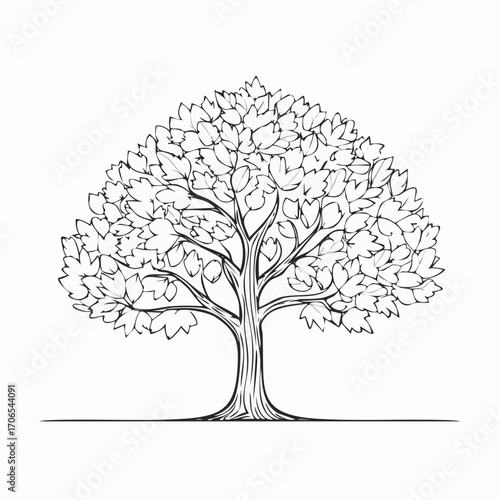Maple Tree Line Art Illustration