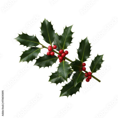 Winter holly branch with green leaves and vivid red berries