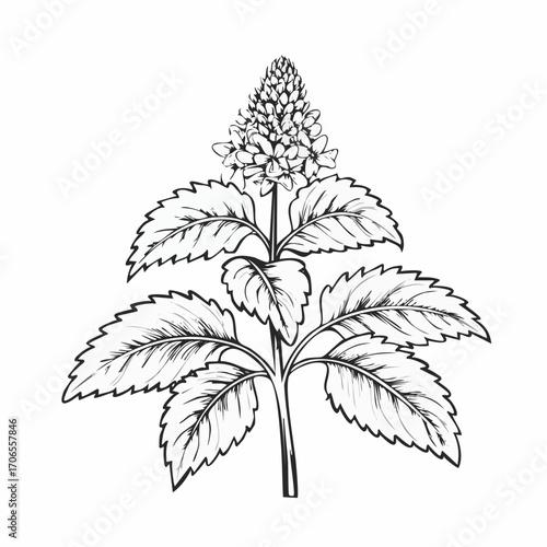 Lemon Balm black line art white background clear vision