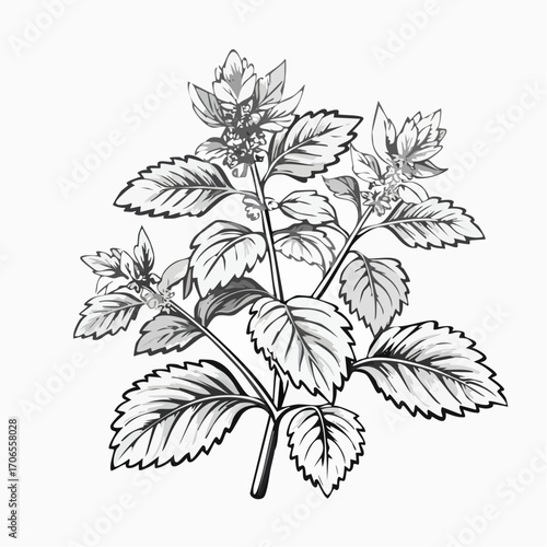 Lemon Balm black line art white background clear vision