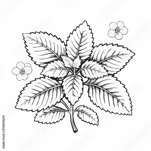 Lemon Balm black line art white background clear vision