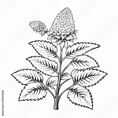 Lemon Balm black line art white background clear vision