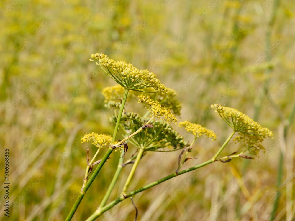 Fototapeta premium Flowering of the fennel (Foeniculum vulgare), Florence fennel or finocchio. Lower Normandy, France