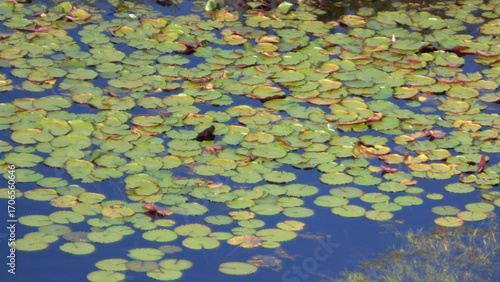 Fotografia Lilypad