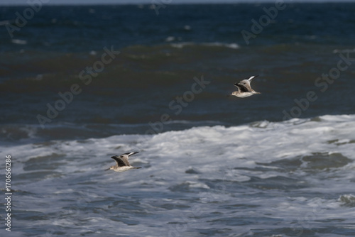 Willets Flying Over Ocean Waves at Playalinda Beach Florida