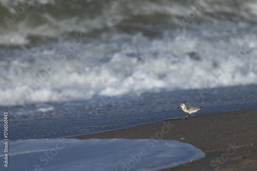 Sanderling Shorebird by Ocean Waves