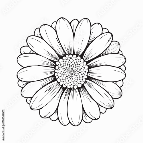 Cape Daisy Black Line Art on White Background