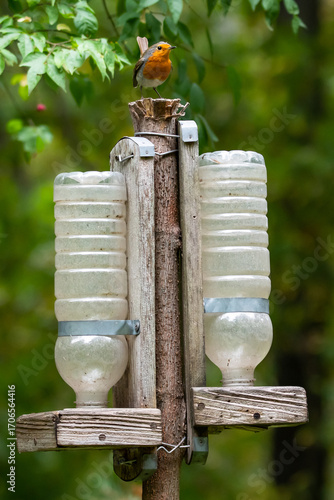 The burrower is waiting for food on an empty feeder