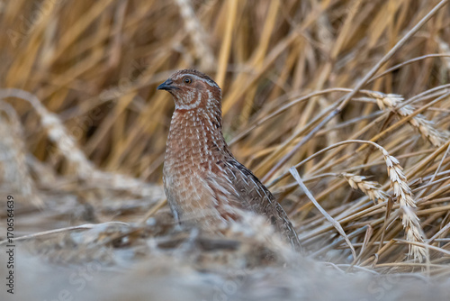 A male quail in a field of wheat with ears