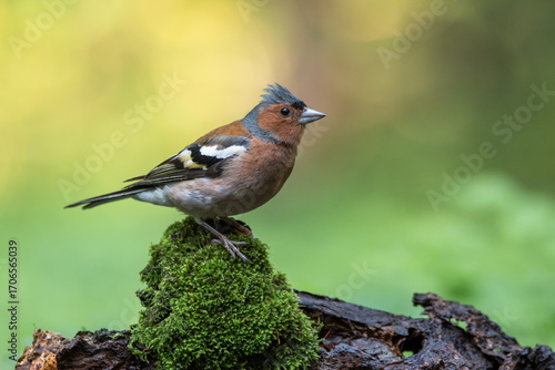 A finch on a moss hummock