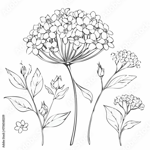 Babys Breath Floral Line Drawing Set
