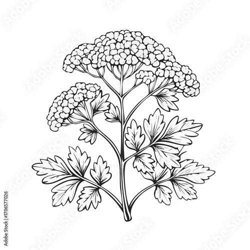 Tableau sur toile Chervil line art botanical illustration delicate herb drawn in fine detail