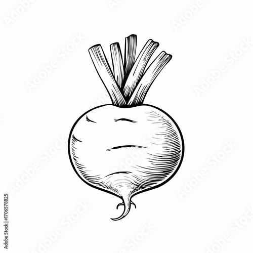 Rutabaga line art organic vegetable drawing black and white sketch