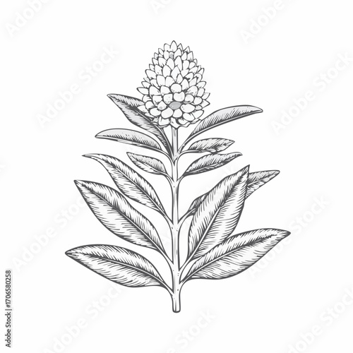 Pineapple Sage line art botanical herb illustration with vintage style