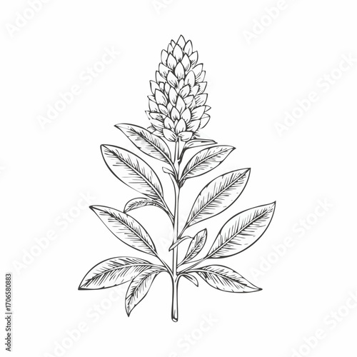 Pineapple Sage line art botanical herb illustration with vintage style