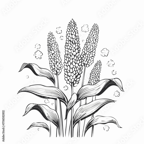 Sorghum line art sways gently with the breeze