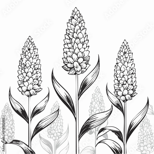 Sorghum line art sways gently with the breeze