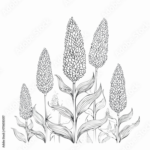 Sorghum line art sways gently with the breeze