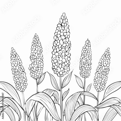 Sorghum line art sways gently with the breeze