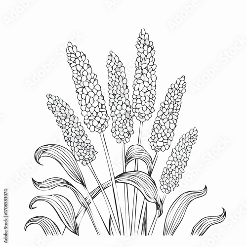 Sorghum line art sways gently with the breeze