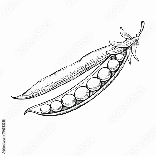Snow Peas line art delicate edible pod drawing