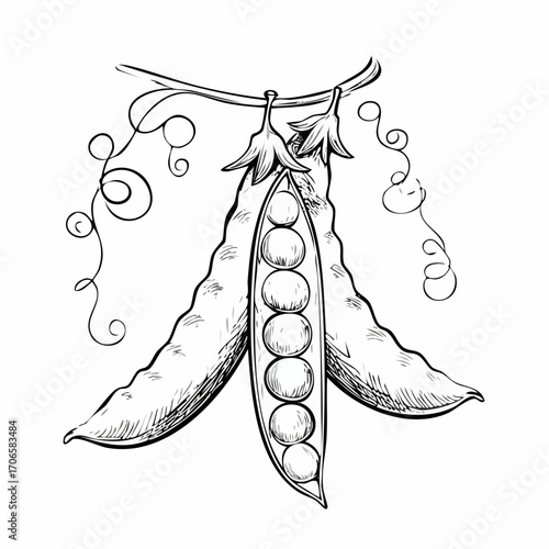 Snow Peas line art delicate edible pod drawing
