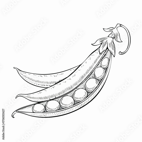 Snow Peas line art delicate edible pod drawing