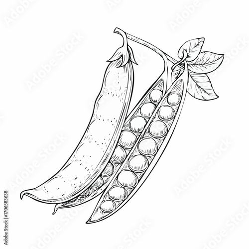Snow Peas line art delicate edible pod drawing