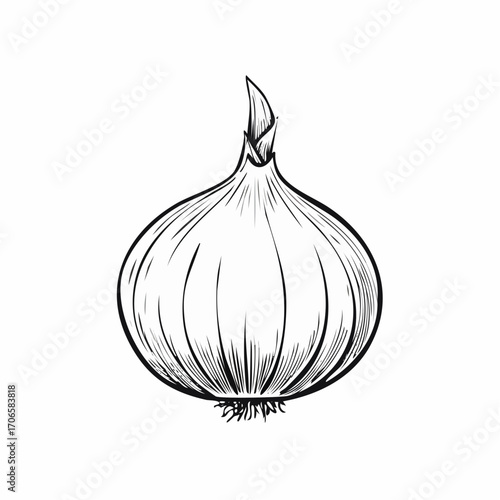 Shallot line art simple sketch organic vegetable fresh food illustration