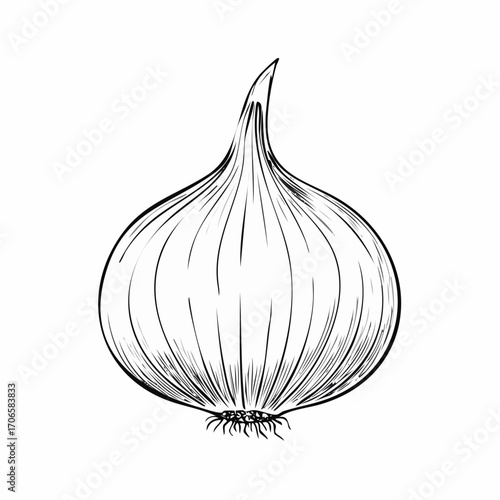 Shallot line art simple sketch organic vegetable fresh food illustration