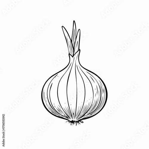Shallot line art simple sketch organic vegetable fresh food illustration