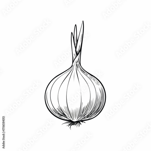 Shallot line art simple sketch organic vegetable fresh food illustration