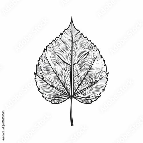 Modern Cottonwood Leaf Vector Line Art Inspiration