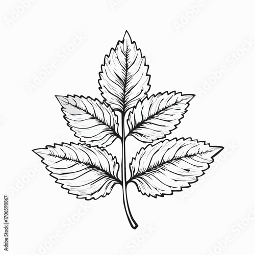 Lemon Balm Leaf Vector Line Art Design Trends
