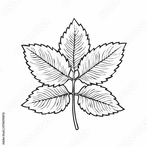 Lemon Balm Leaf Vector Line Art Design Trends