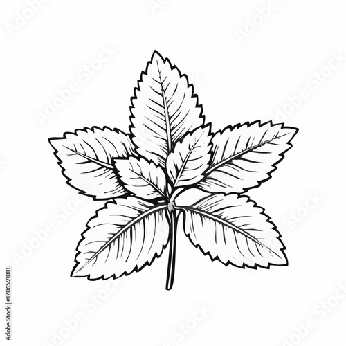 Lemon Balm Leaf Vector Line Art Design Trends