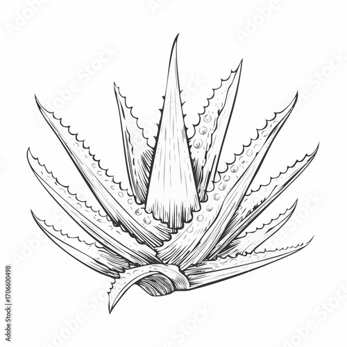 Aloe Vera line art vector illustration